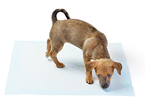 AmazonBasics Puppy Pads Trainingsunterlagen für Welpen, Standardgröße, 50 Stück -